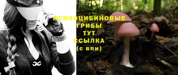 шишки Верея