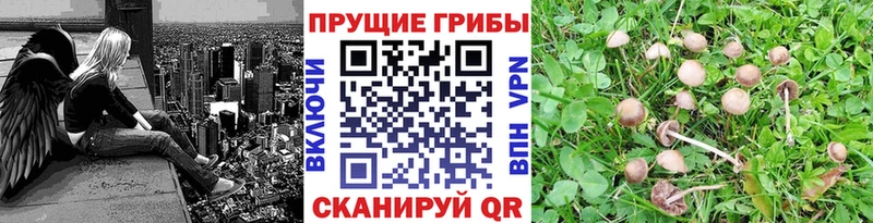 это какой сайт  Таштагол  Галлюциногенные грибы GOLDEN TEACHER 